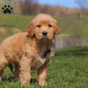 Ryder, Golden Retriever Puppy